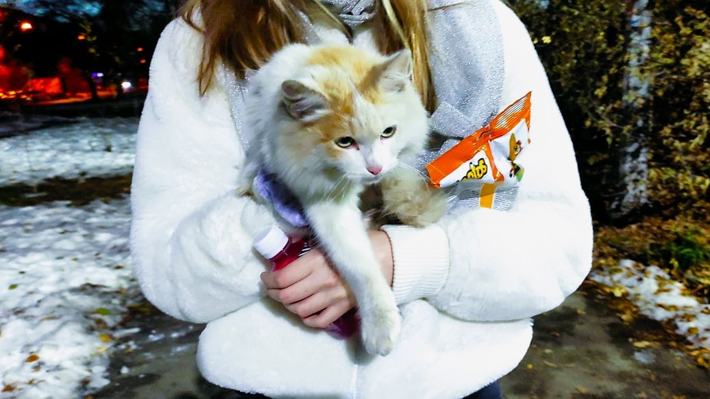 Кот видимо очень замерз и безропотно устроился на руках.