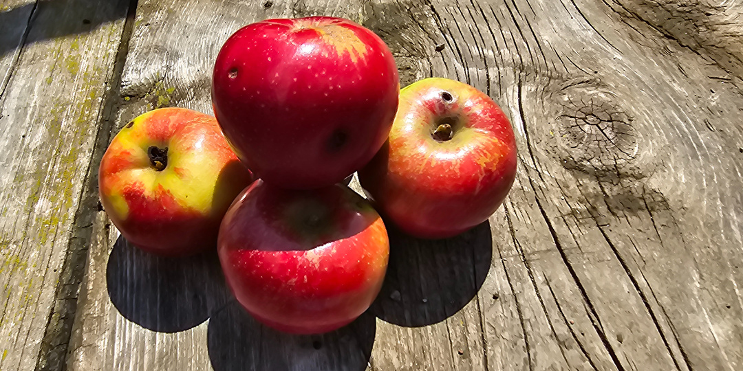 Сама вырастила