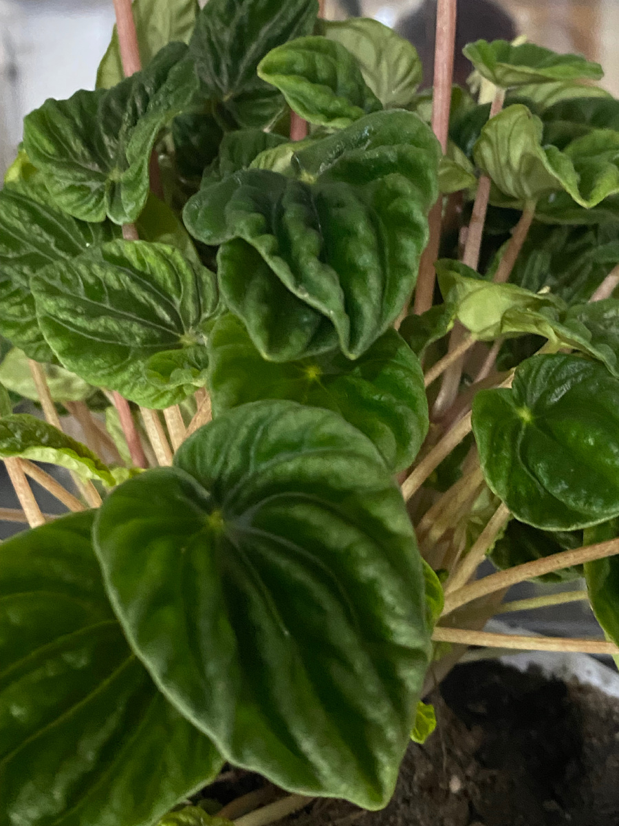 Хорош зараза 👍