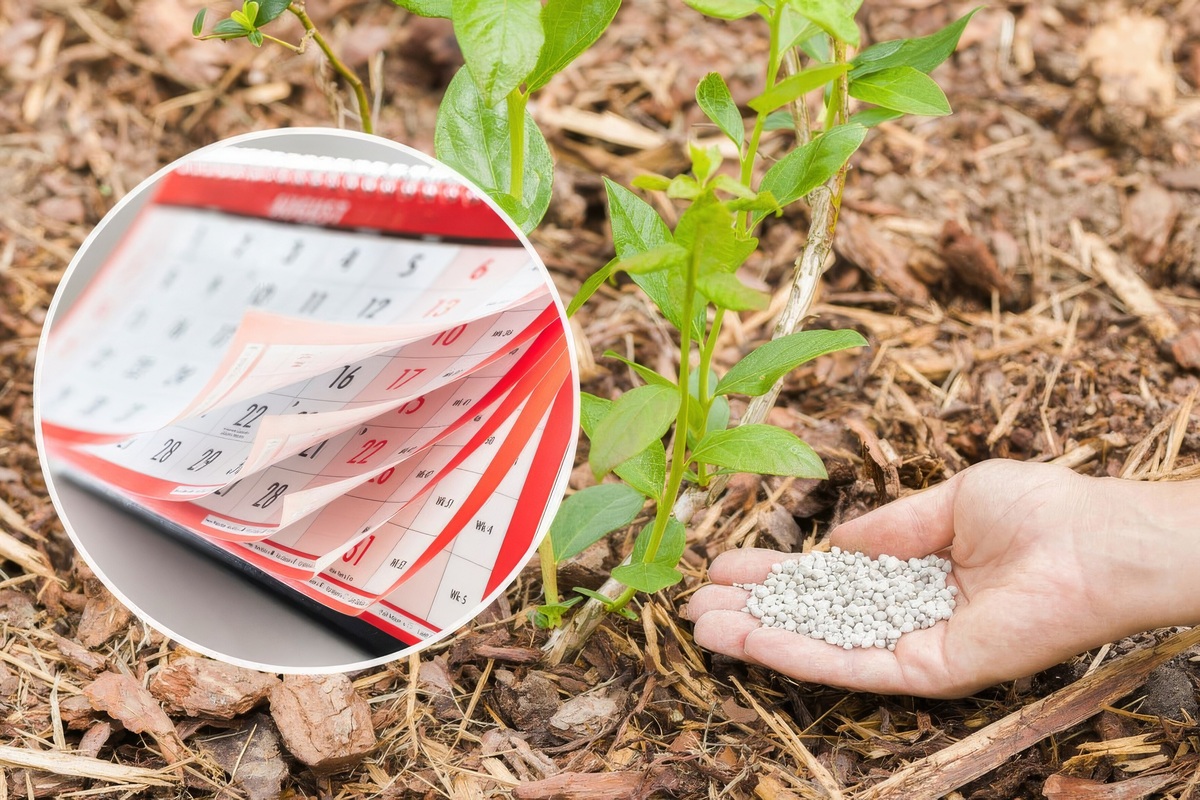     Удобрения пролонгированного действия: как они работают и когда их лучше использовать
