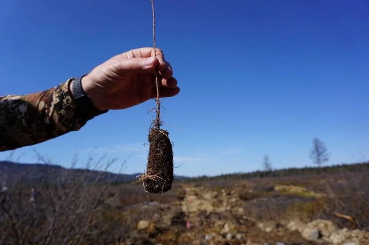    1000 га леса восстановили золотодобытчики на севере Хабаровского края