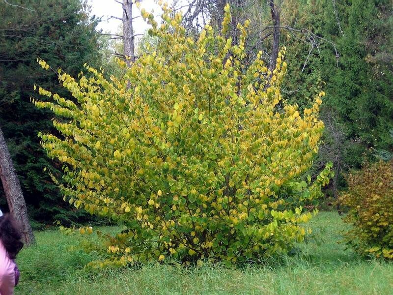 
Раифский дендрарий
Источник фото: сайт Волжско-Камского заповедника - https://vkgz.ru/ru, предоставлено автором