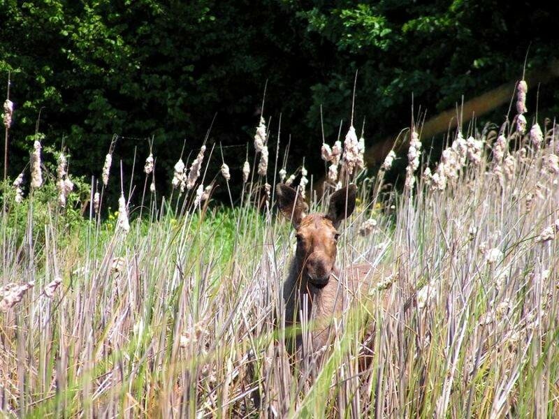 
Раифский лес
Источник фото: сайт Волжско-Камского заповедника - https://vkgz.ru/ru, предоставлено автором