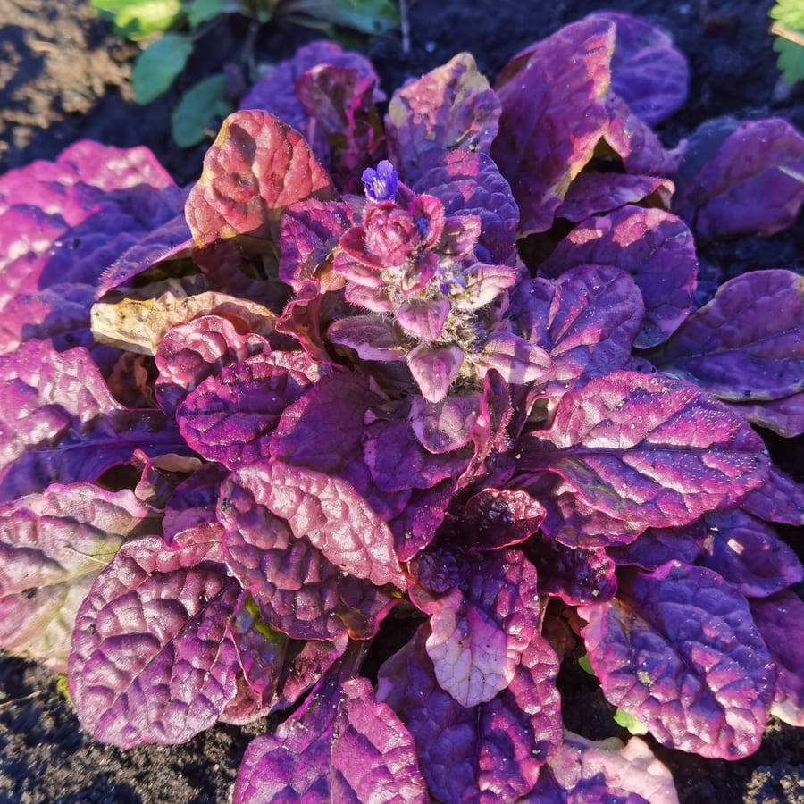 Бургунди Глоу осенью, только на солнце, в тени такого не будет!