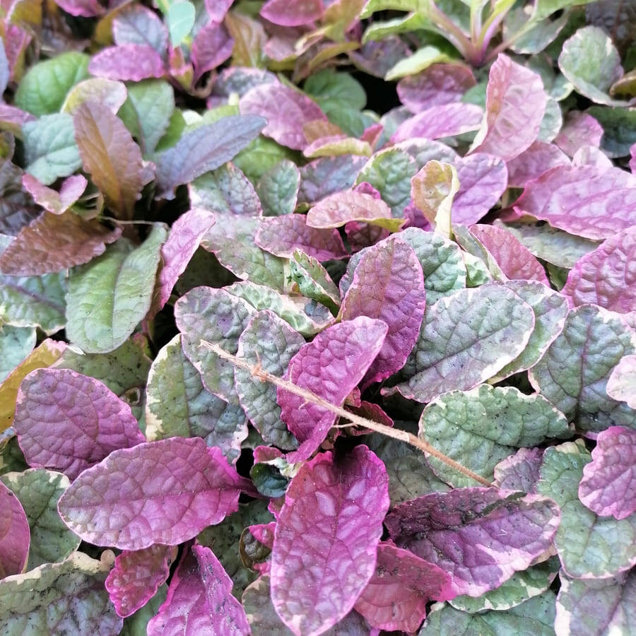 Бургунди Глоу летом