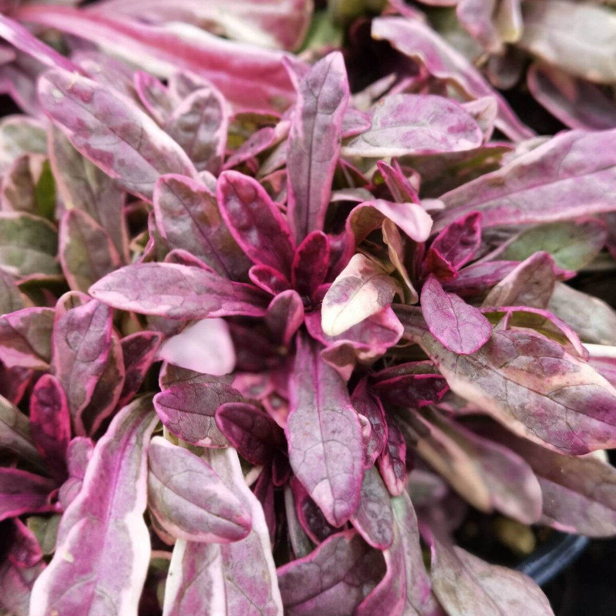 Принцесса Надя осенью