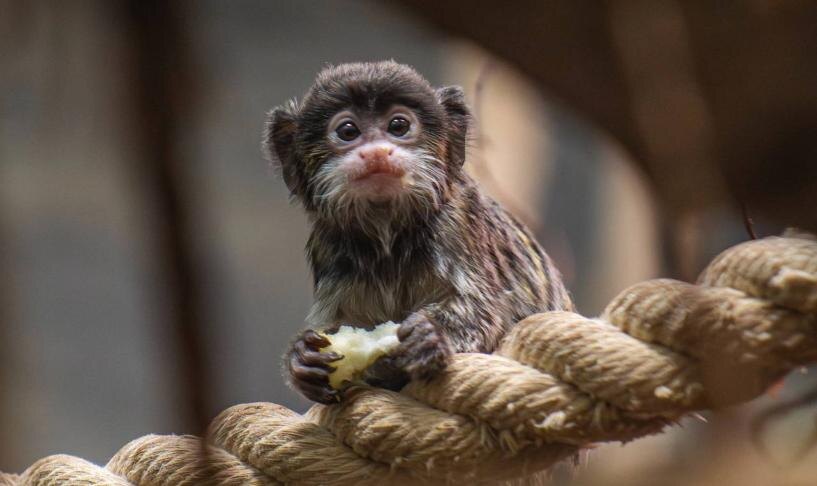    Фото - Новосибирский зоопарк