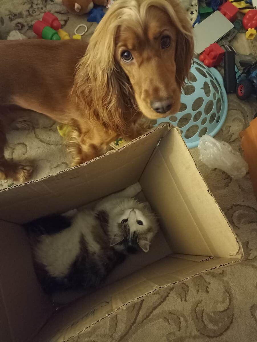 Фото из архива наших питомцев. Марфа, Веня.