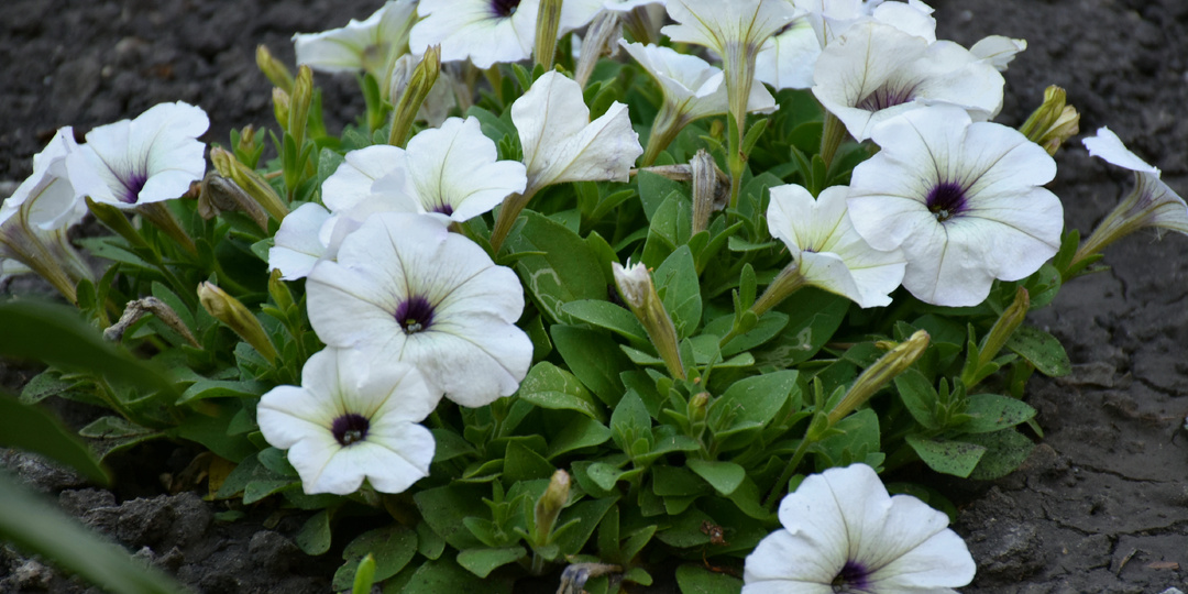 "Посадил и забыл": два сорта петуний, которые порадовали в этом году