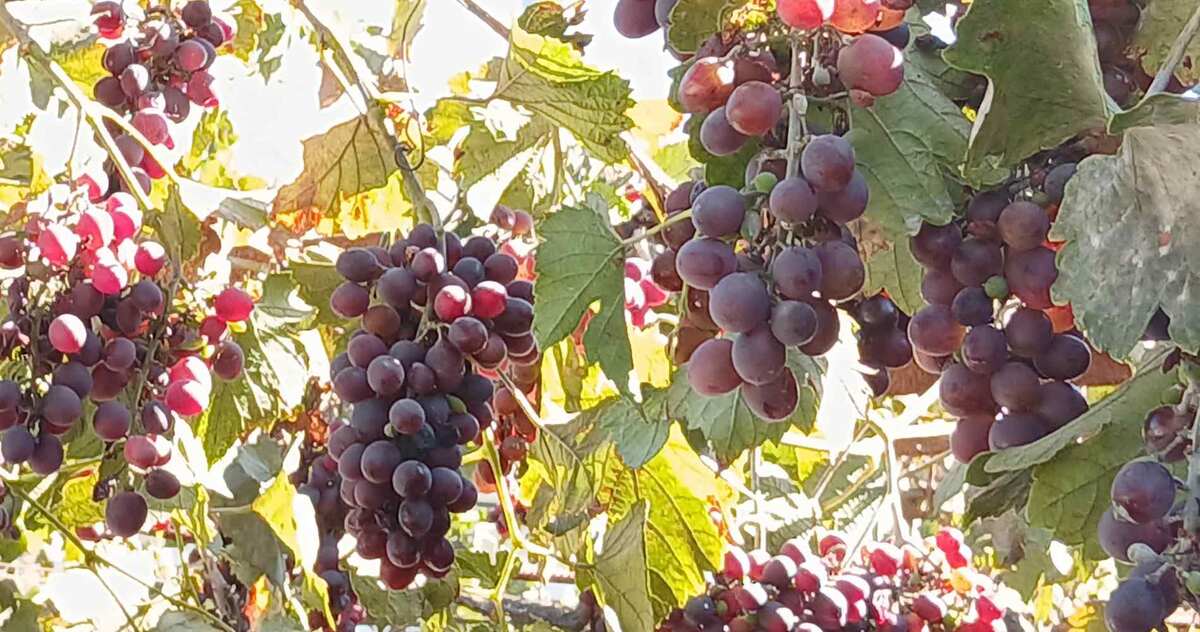 Дикий виноград