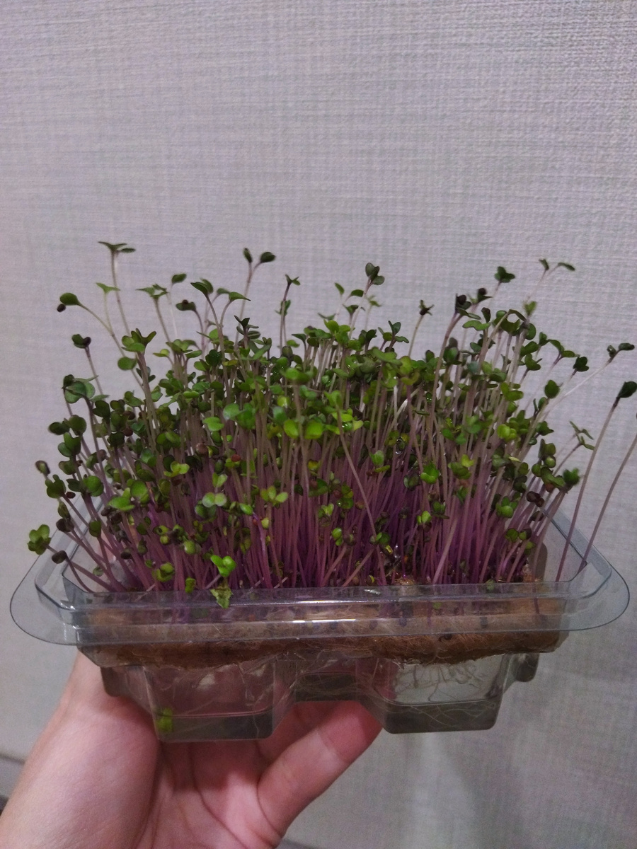 Ростки краснокочанной капусты.