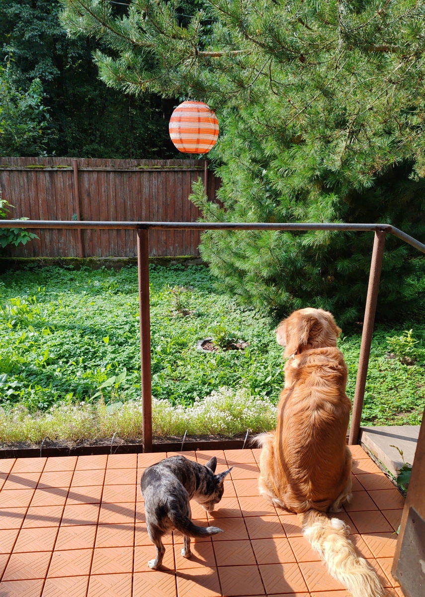 Ранее утро, собаки сбегали по своим делишкам и вернулись, я пью кофе на пороге дома.
