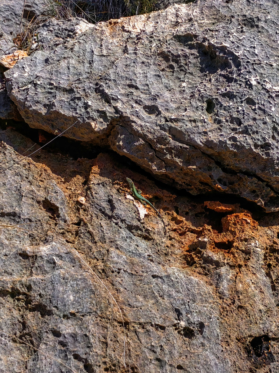 одна из тысячи ящерец на пути