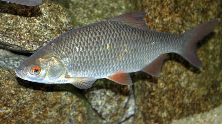    Предложение о продлении запрета на вылов воблы Росрыболовства нашло поддержку в МСХ РФ