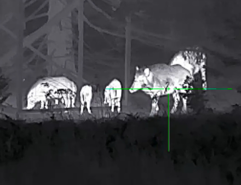 А это то же самое стадо в качественном приборе