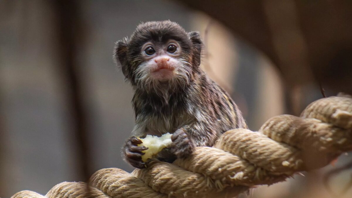     Источник: Новосибирский зоопарк