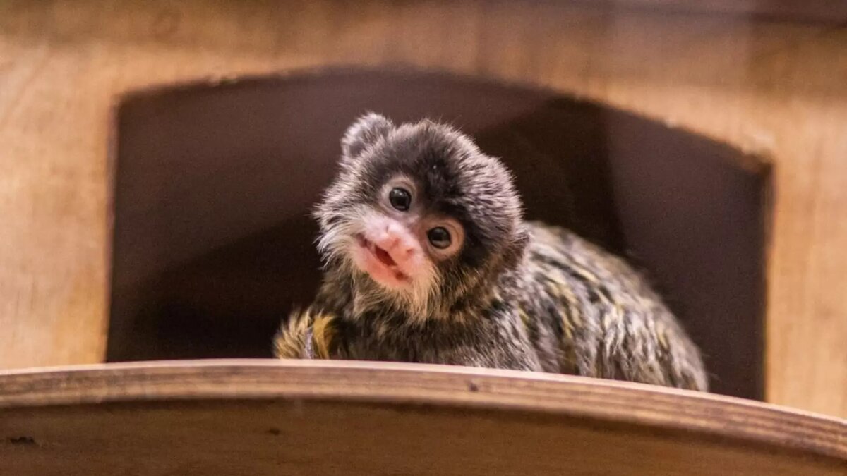     Источник: Новосибирский зоопарк