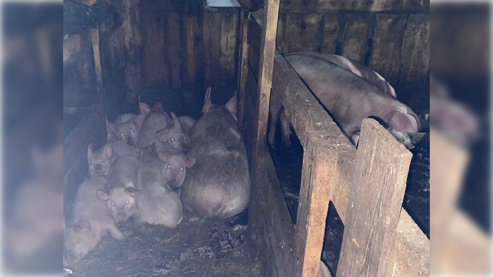 Фото: t.me/krpronws