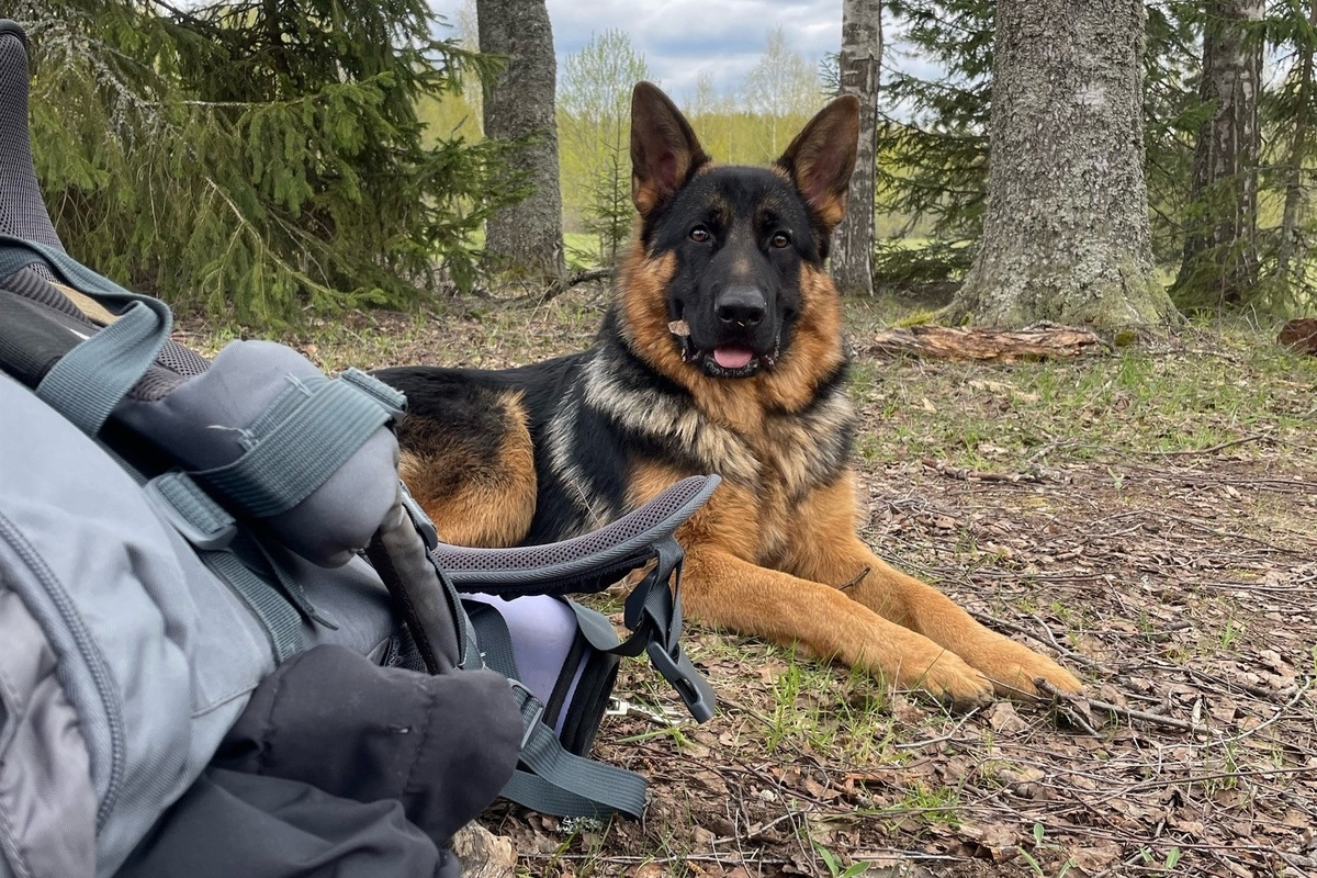 Собака семьи также погибла. Фото: соцсети