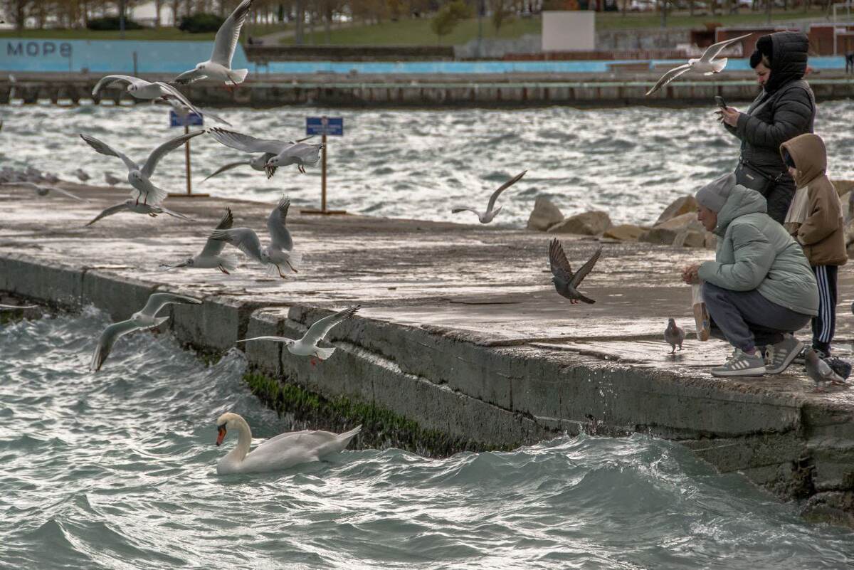 Можно еще покормить чаек