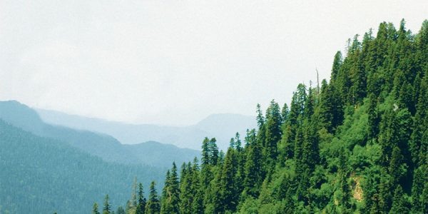    Фото пресс-службы Сочинского нацпарка