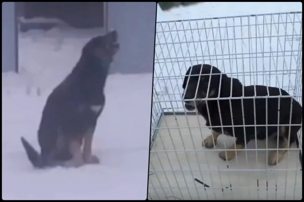    2 недели зооволонтёры Новосибирска ловили пса с застрявшей костью в пасти