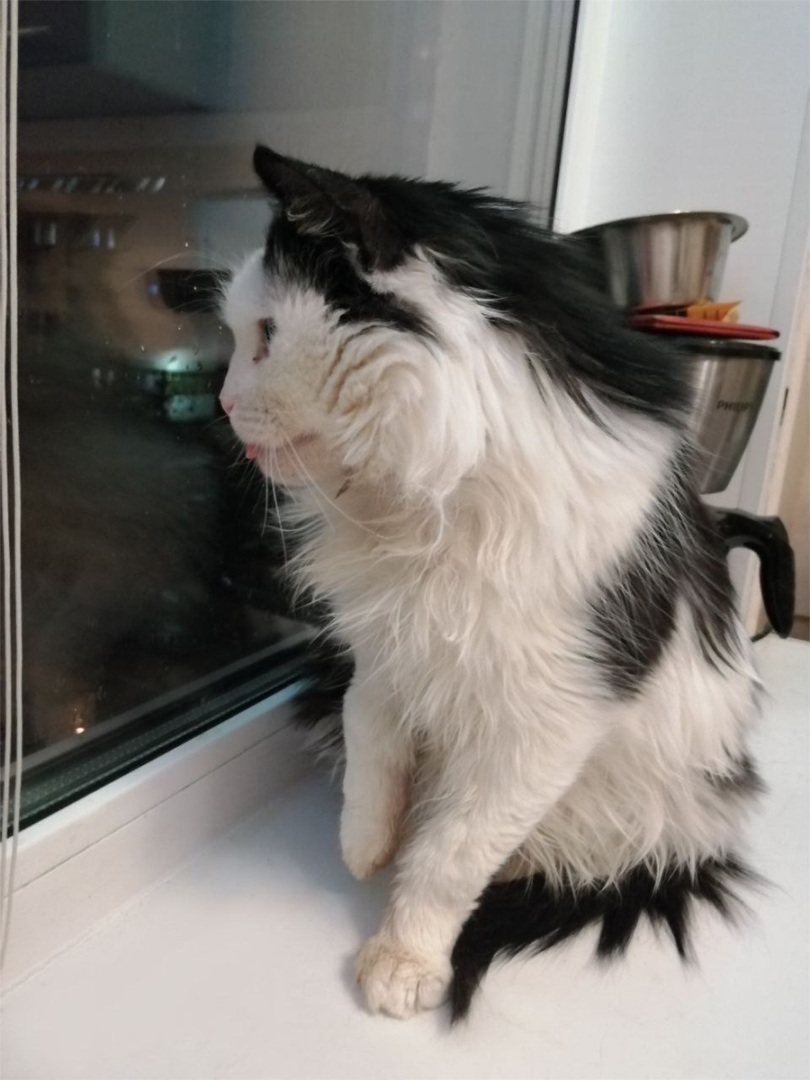 Это Лиза сразу после прививки в воскресенье. Сидит себе на окошке. Правую сломанную лапку она иногда поджимает.