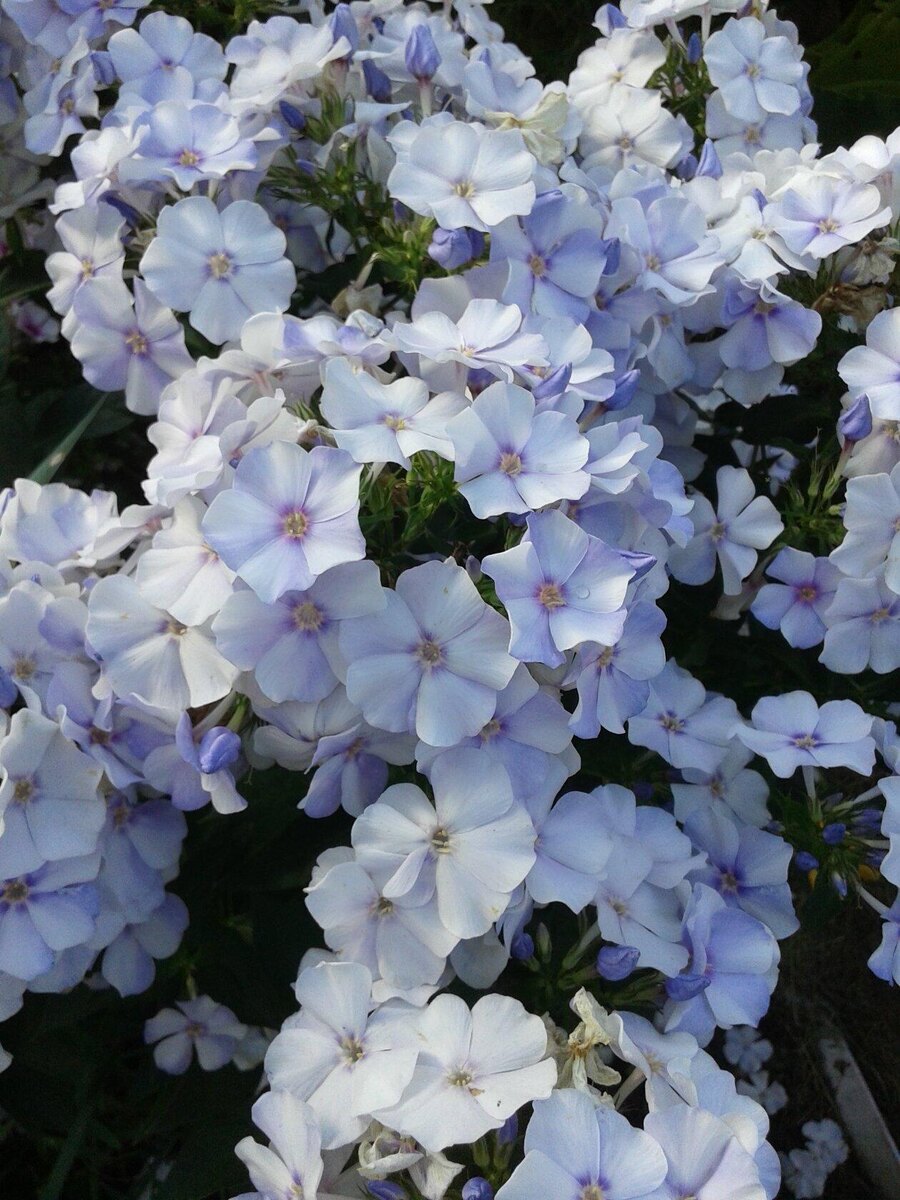 2 фото, листайте