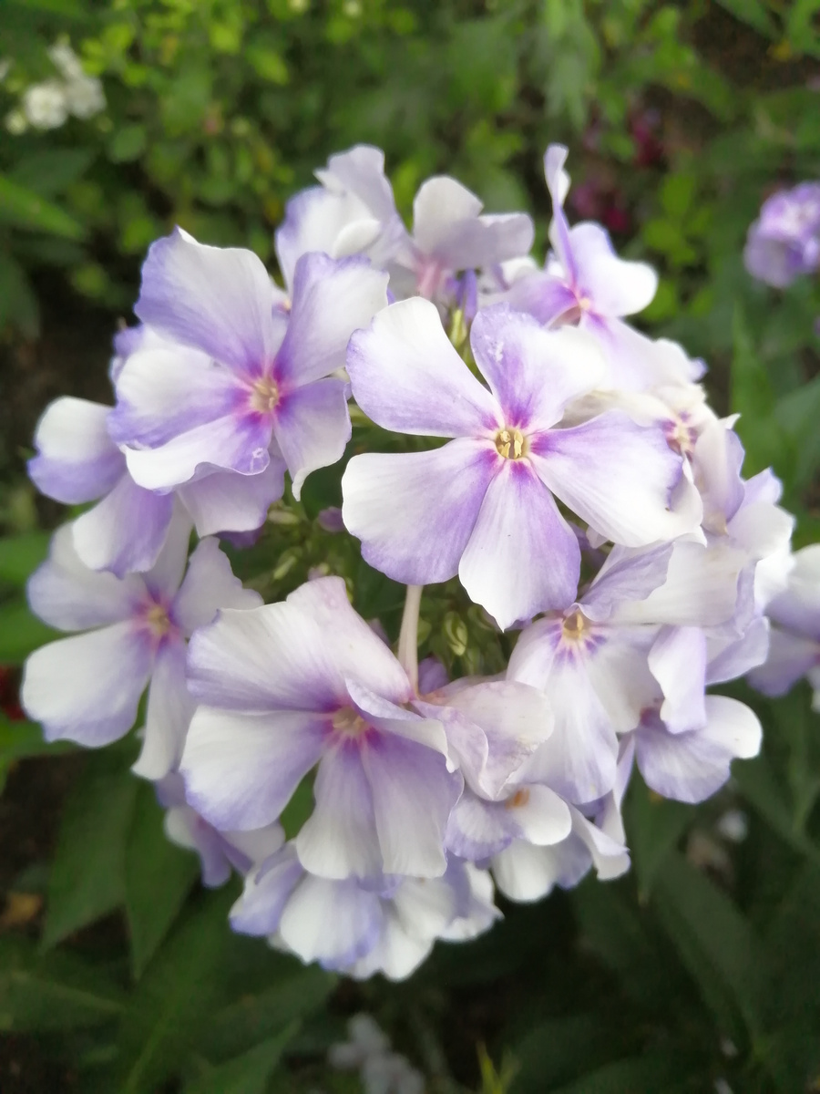 Флокс Новинка