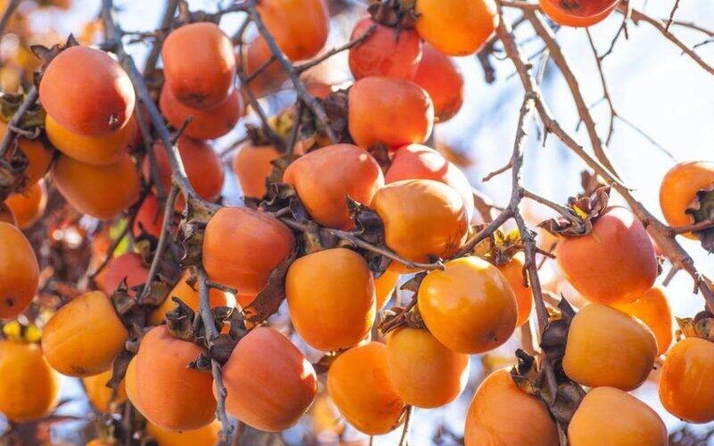 Хурма Вергинская. Фото: ProCvetok. Фотография взята из открытых источников.  📷
