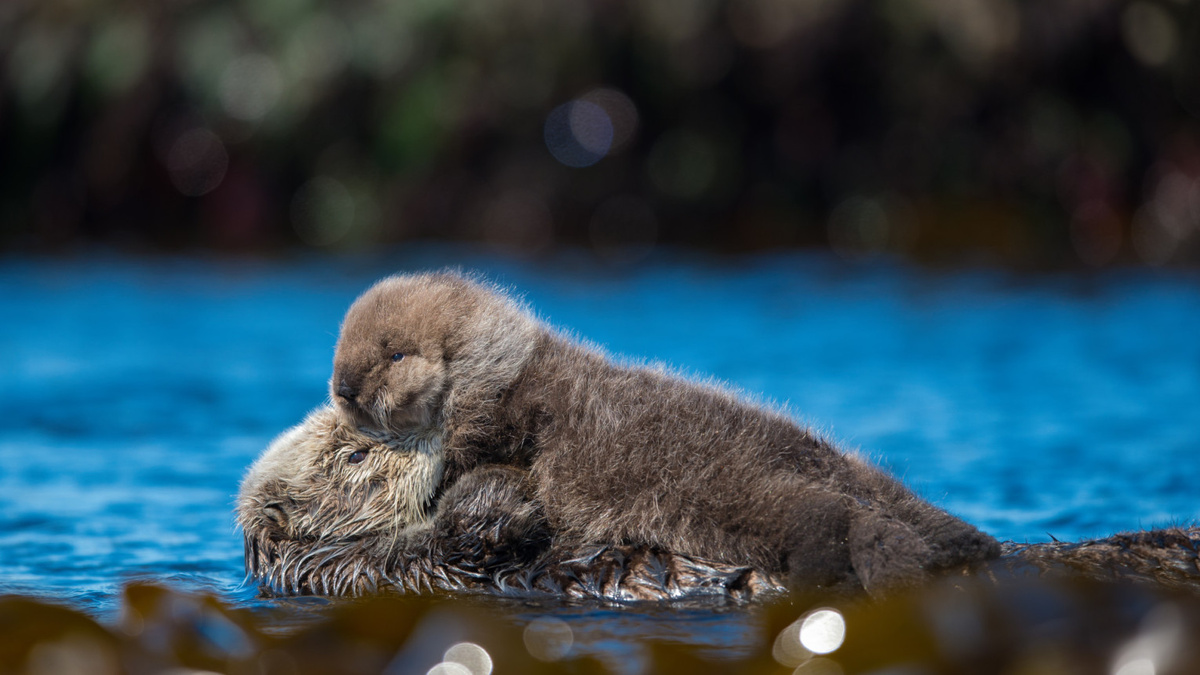 Мама-калан с детенышем. Фото: Алексей Перелыгин, участник конкурса РГО "Самая красивая страна"