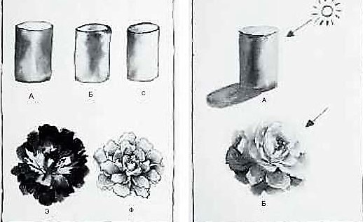 Свет и тень на цветках.