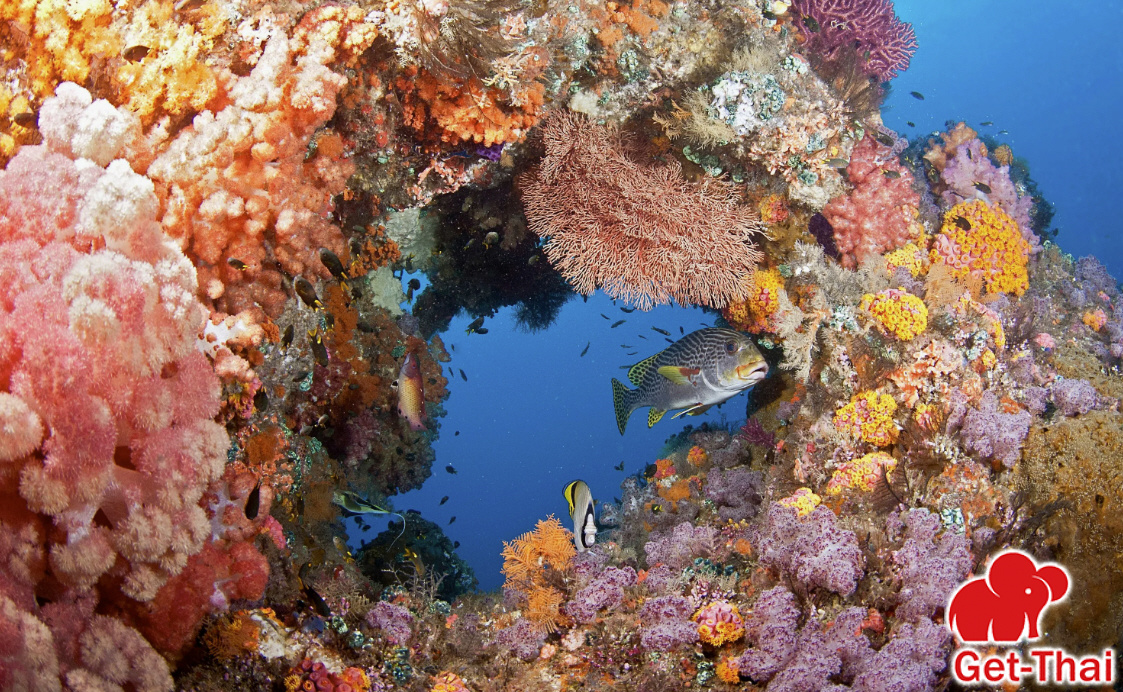 Растения красного моря