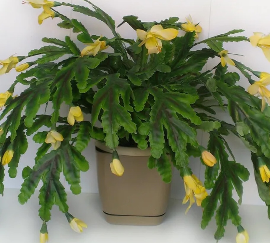 Желтый декабрист, какая красота!