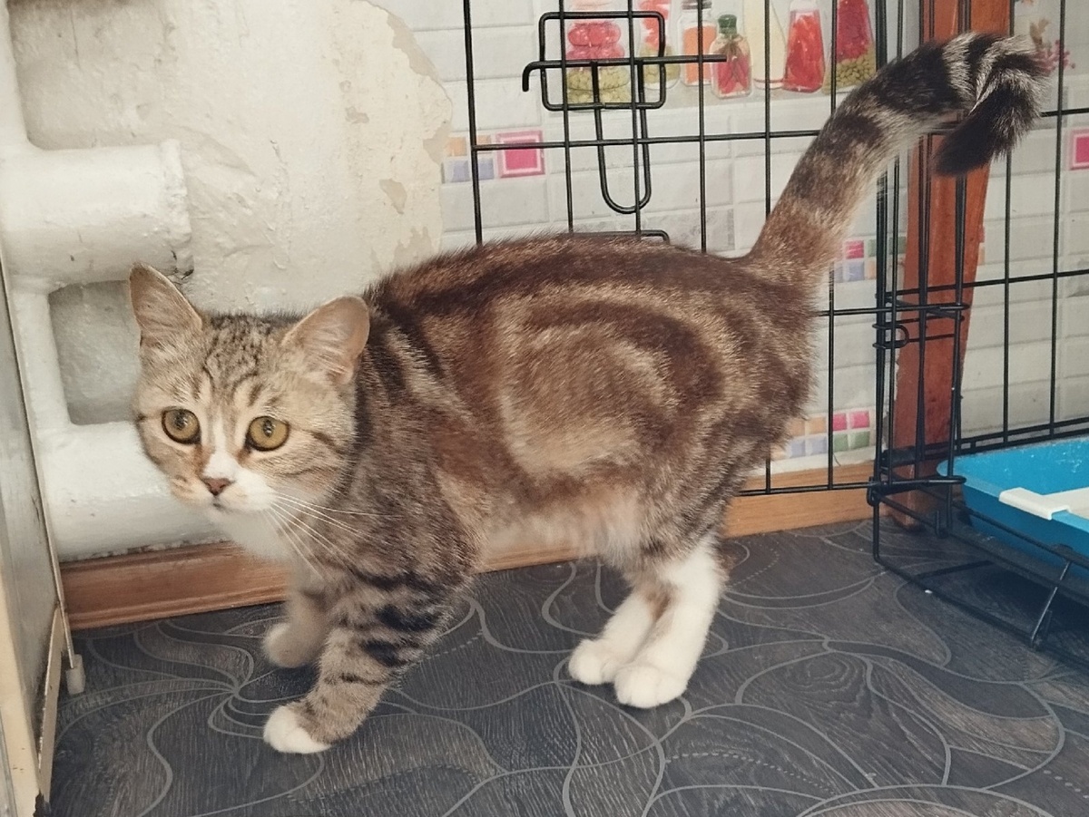 Что задумала эта красотка, мы не знаем. Неужели она решила сама себе выбрать хозяйку?