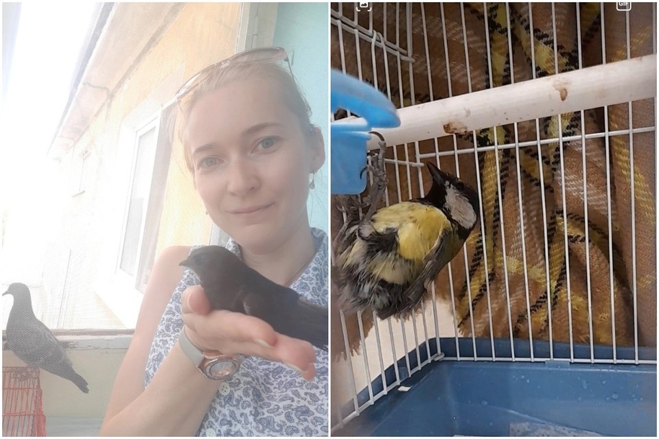    Анна много лет помогает птицам и другим животным. Фото: из личного архива Анны О.