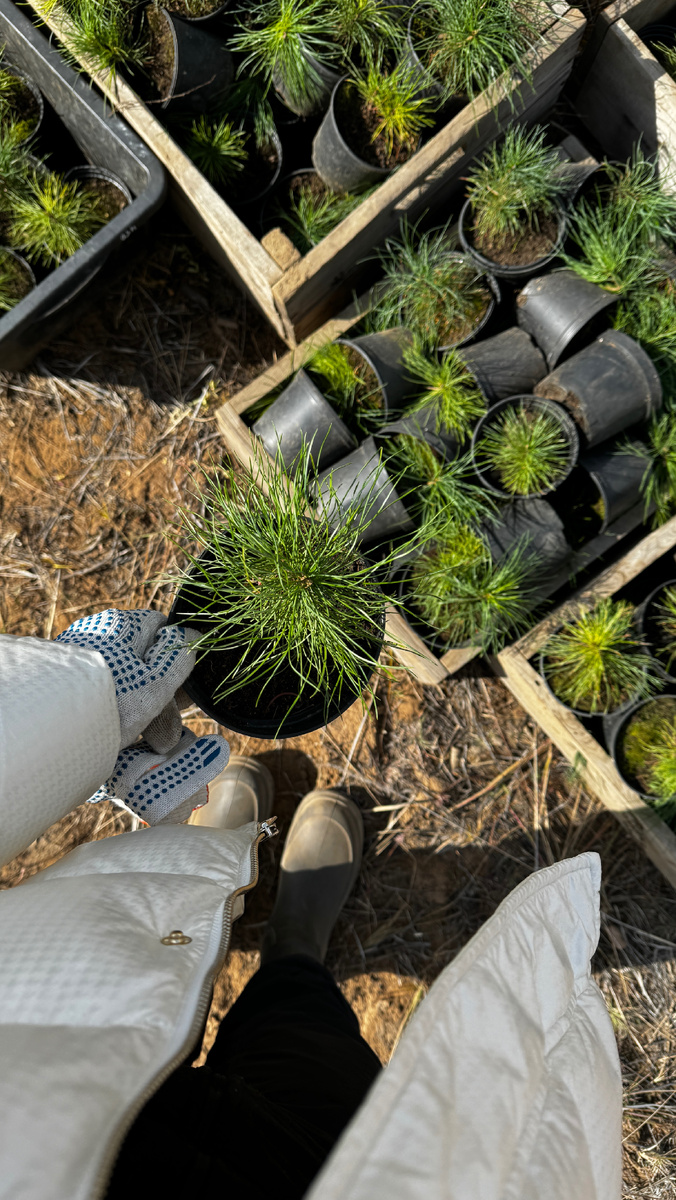 Высадка деревьев на Байкале