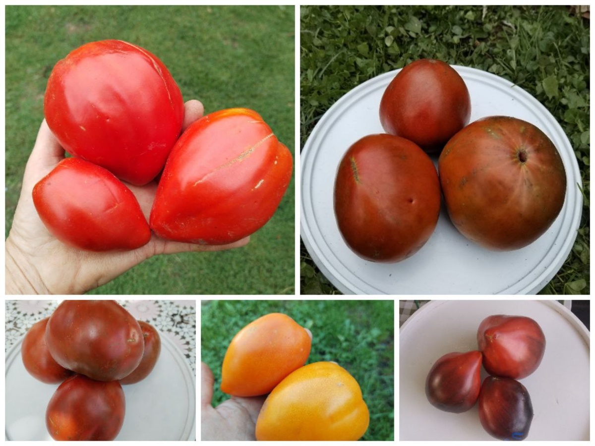 Сердцевидные томаты