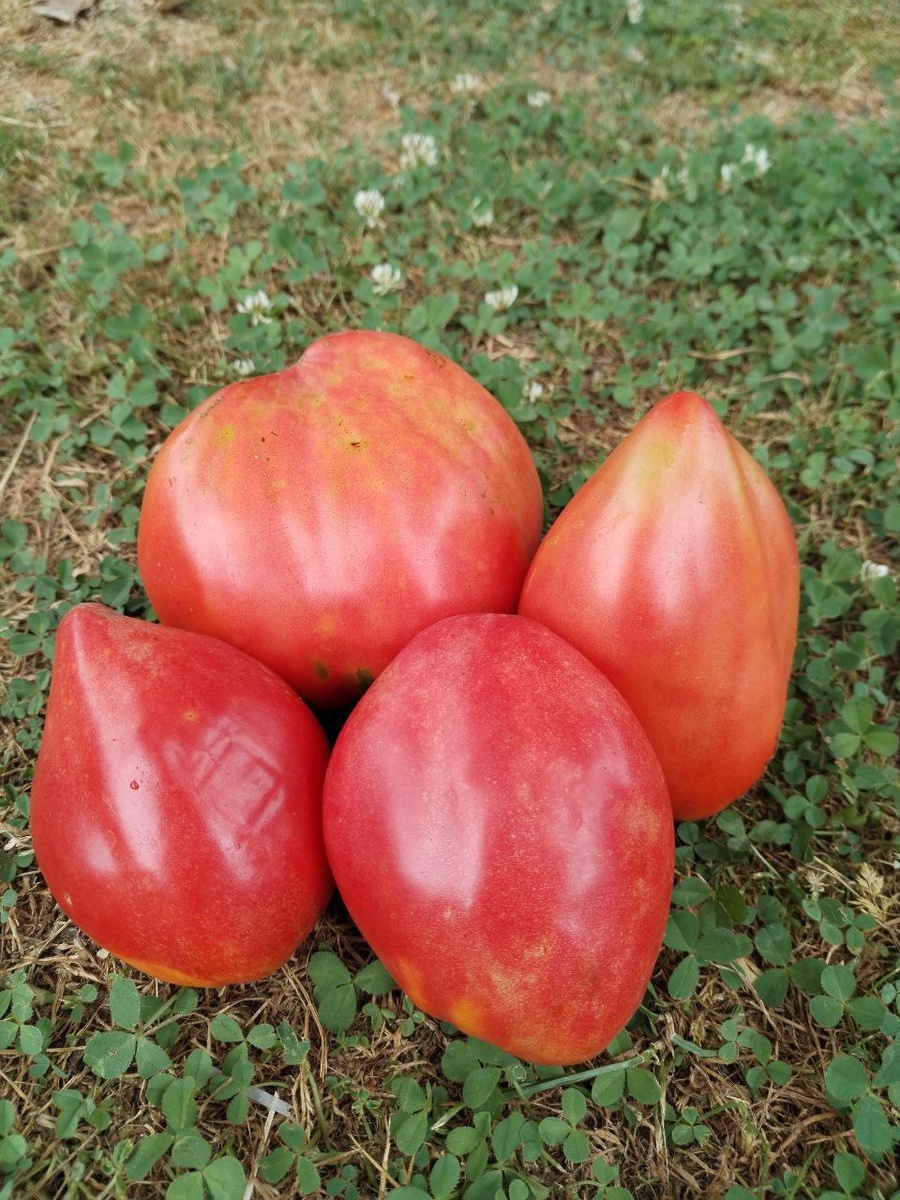 Ландхузский великан