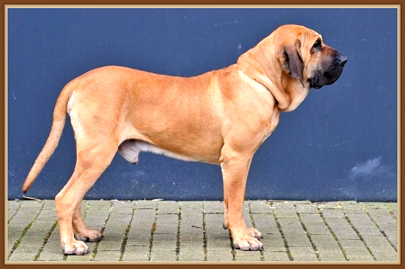 Бразильский фила — это не просто охранник, а истинный защитник