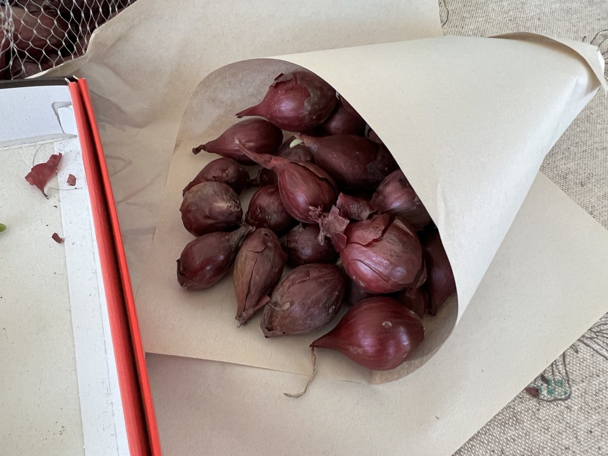 Севок перед посадкой обрабатываю слабым раствором марганцовки