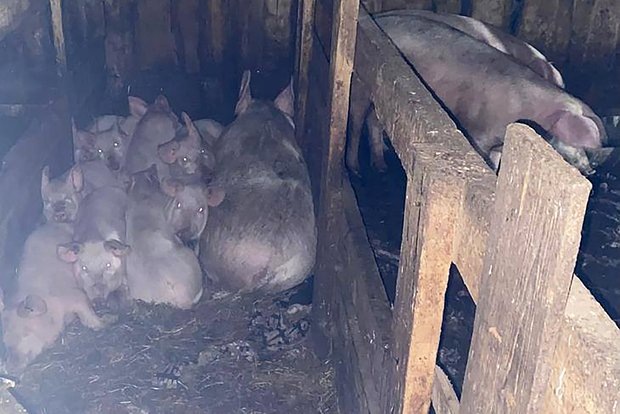 Кадр: Telegram-канал Прокуратуры Красноярского края