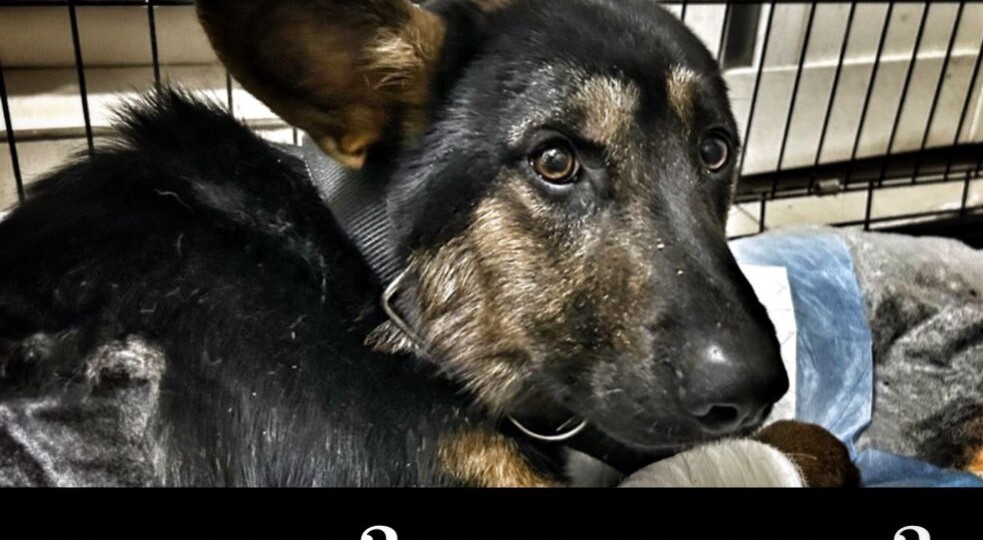 Наверное надо было оставить собаку на трассе...