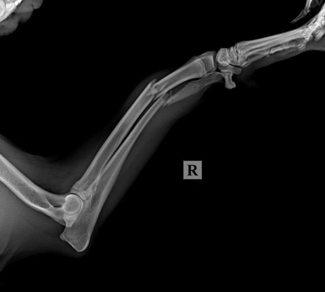 Некоторые обследования собачи