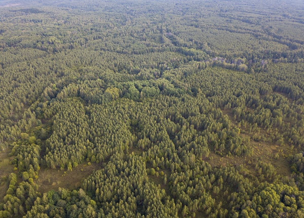 Заросшая березовым лесом бывшая пашня. Фото: © Forestforum, архив, 2018 год