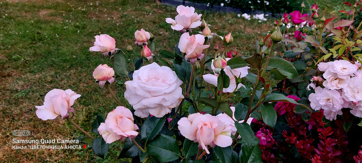 Роял Копенгаген. Ч/г роза