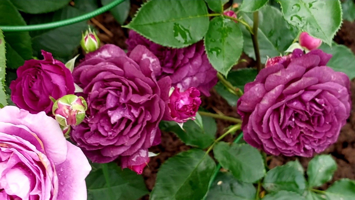 Пёпл Идэн. Флорибунда