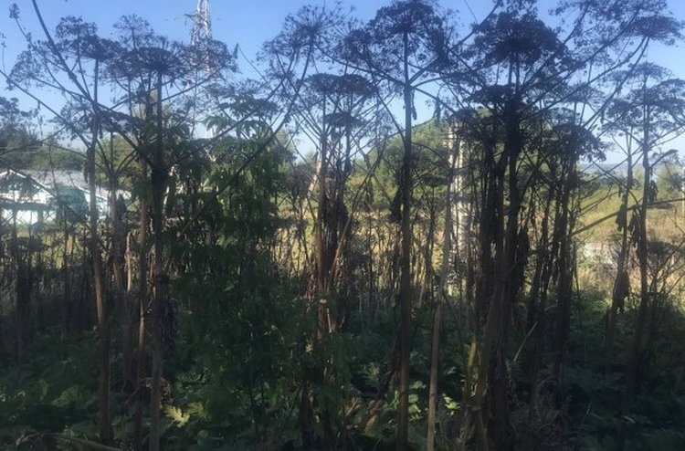    ​За борщевик Сосновского участок в Переславле-Залесском хотят изъять у собственника