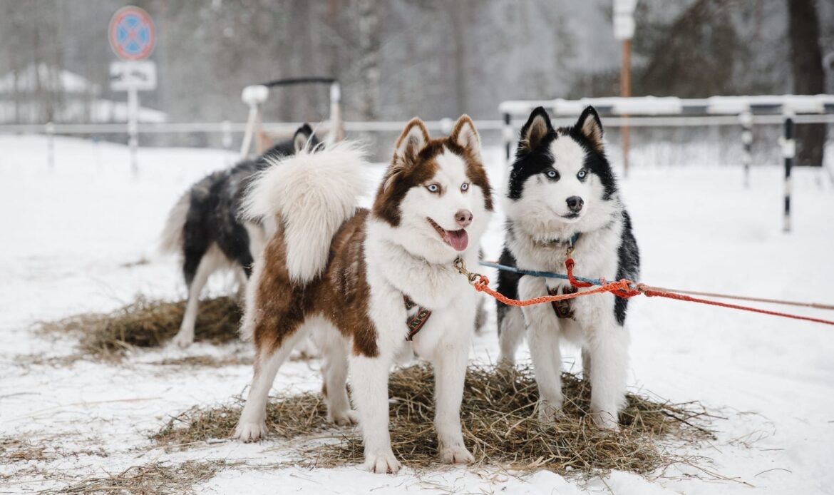 Фото: официальная группа Хаски-центра «Белый ветер» «ВКонтакте»