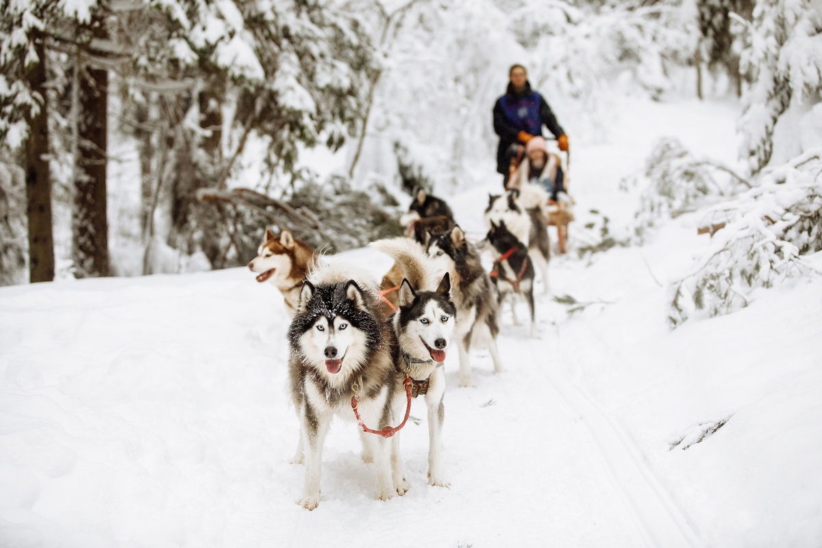 Фото: официальная группа Хаски-центра «Белый ветер» «ВКонтакте»